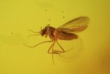 Fossil Fly (Diptera) In Baltic Amber #58044-1